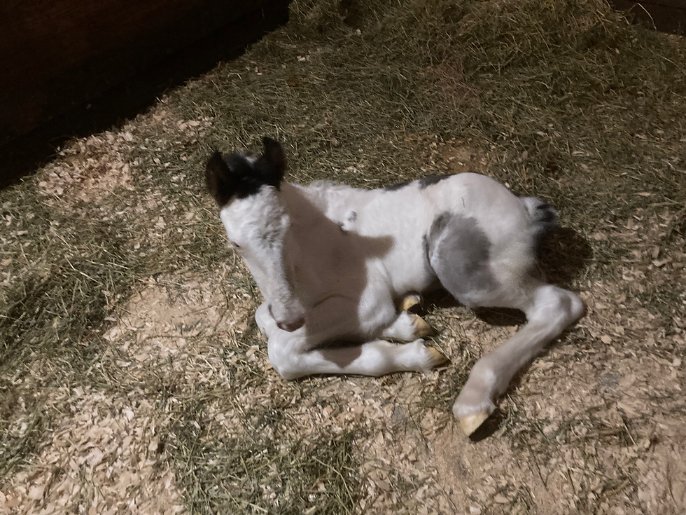 Thumbnail: VSH Takoda