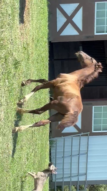 Thumbnail: VSH Marie Laveau 