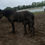 Thumbnail: Percheron x TB colt