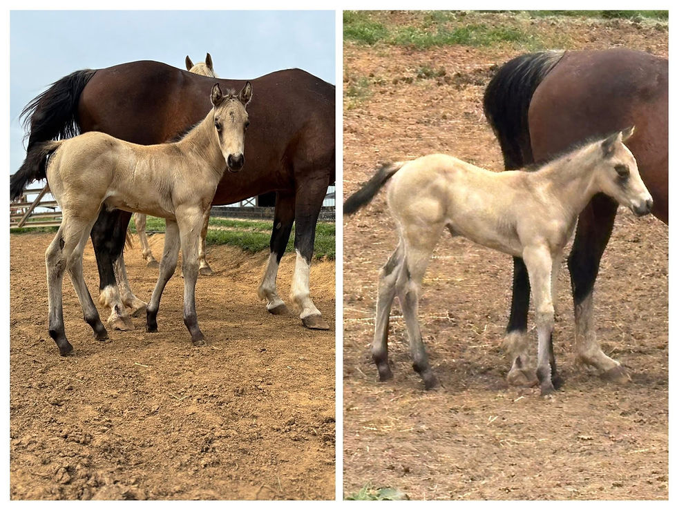 Thumbnail: Avalon ‘25 Filly