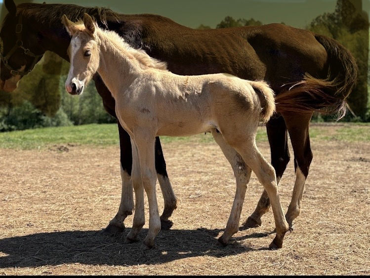 Thumbnail: Sabrina ‘24 Colt