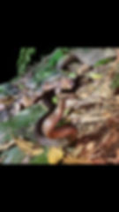 Golden Crowned Snake(Cacophis squamulosus)