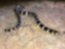 Bandy-Bandy(Vermicella annulata)