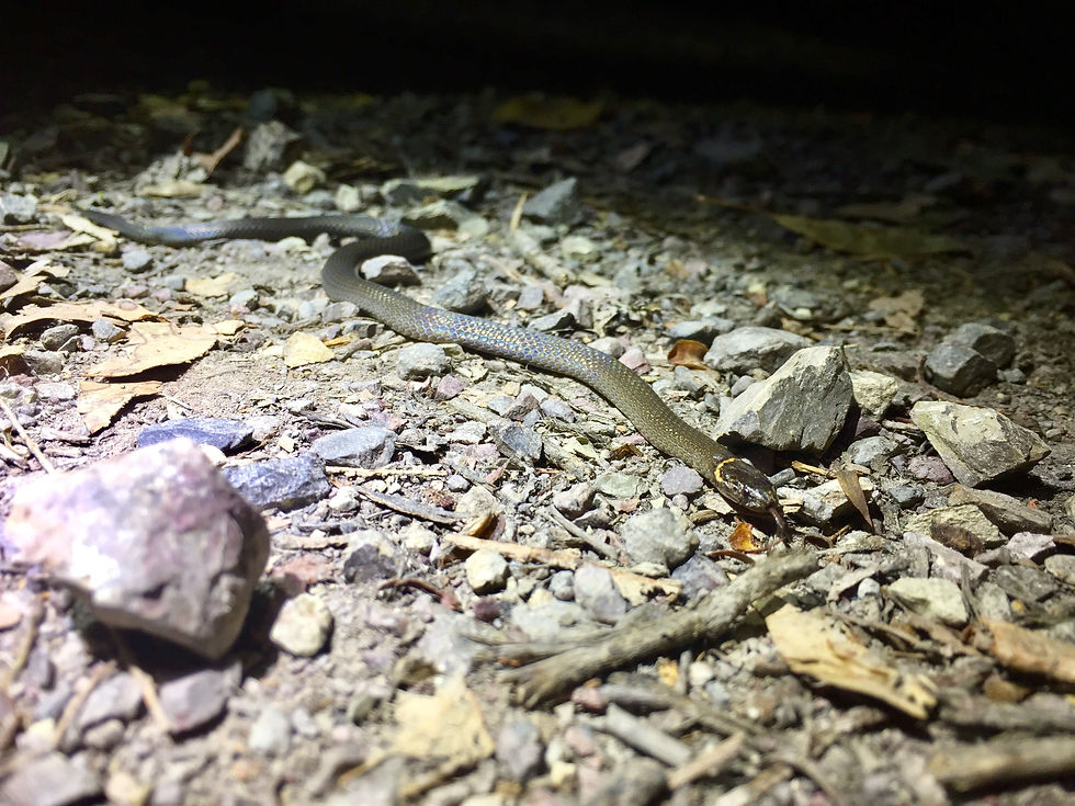 Dwarf Crowned Snake(Cacophis krefftii)