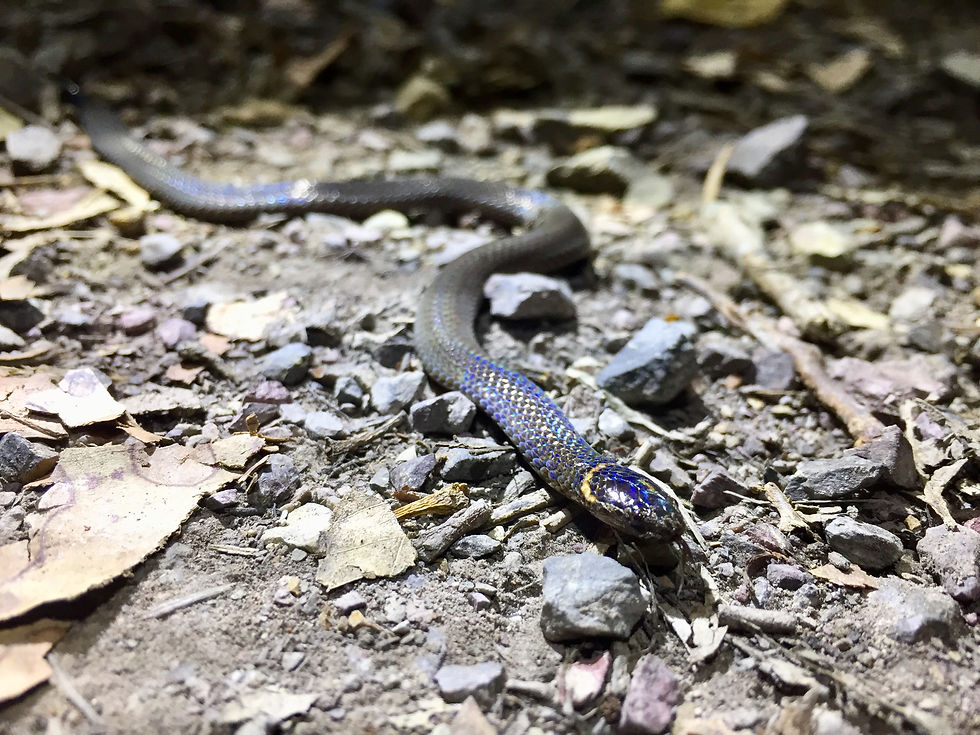 Dwarf Crowned Snake(Cacophis krefftii)