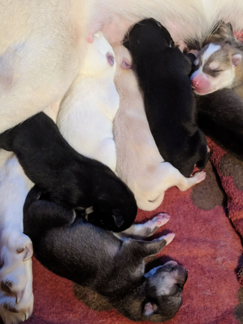 Thumbnail: Female 4 (2/9/2019)