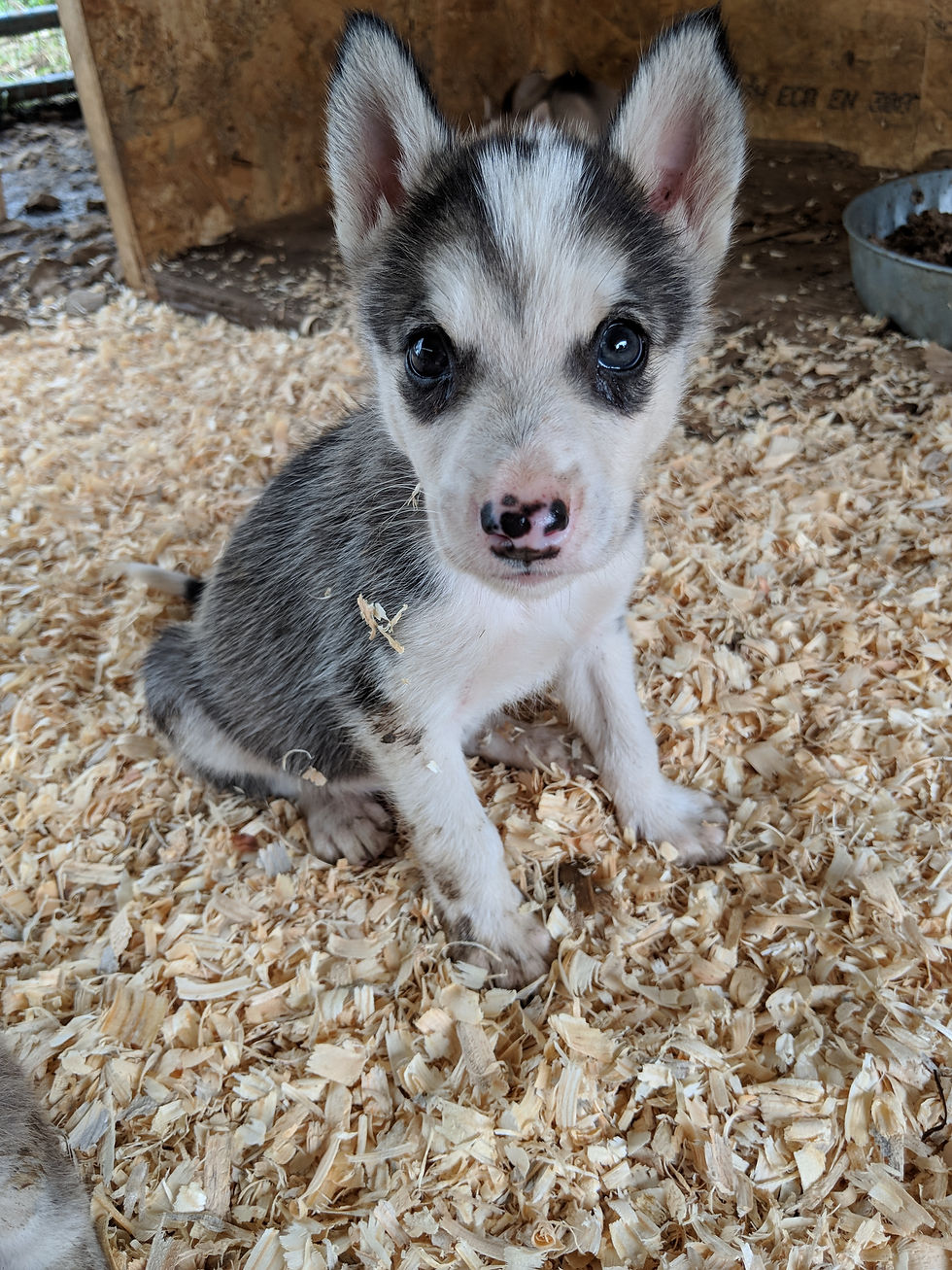 Thumbnail: Male 1 (8/28/2018)