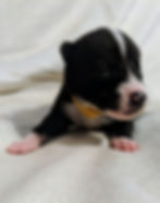 Thumbnail: Black Phase Male 7 (2/9/2019)