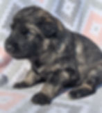 Thumbnail: Blue Male