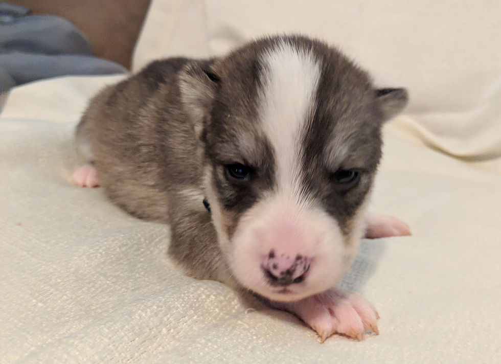 Thumbnail: Male 5 (2/9/2019)