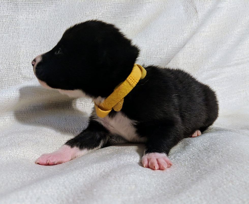 Thumbnail: Black Phase Male 7 (2/9/2019)