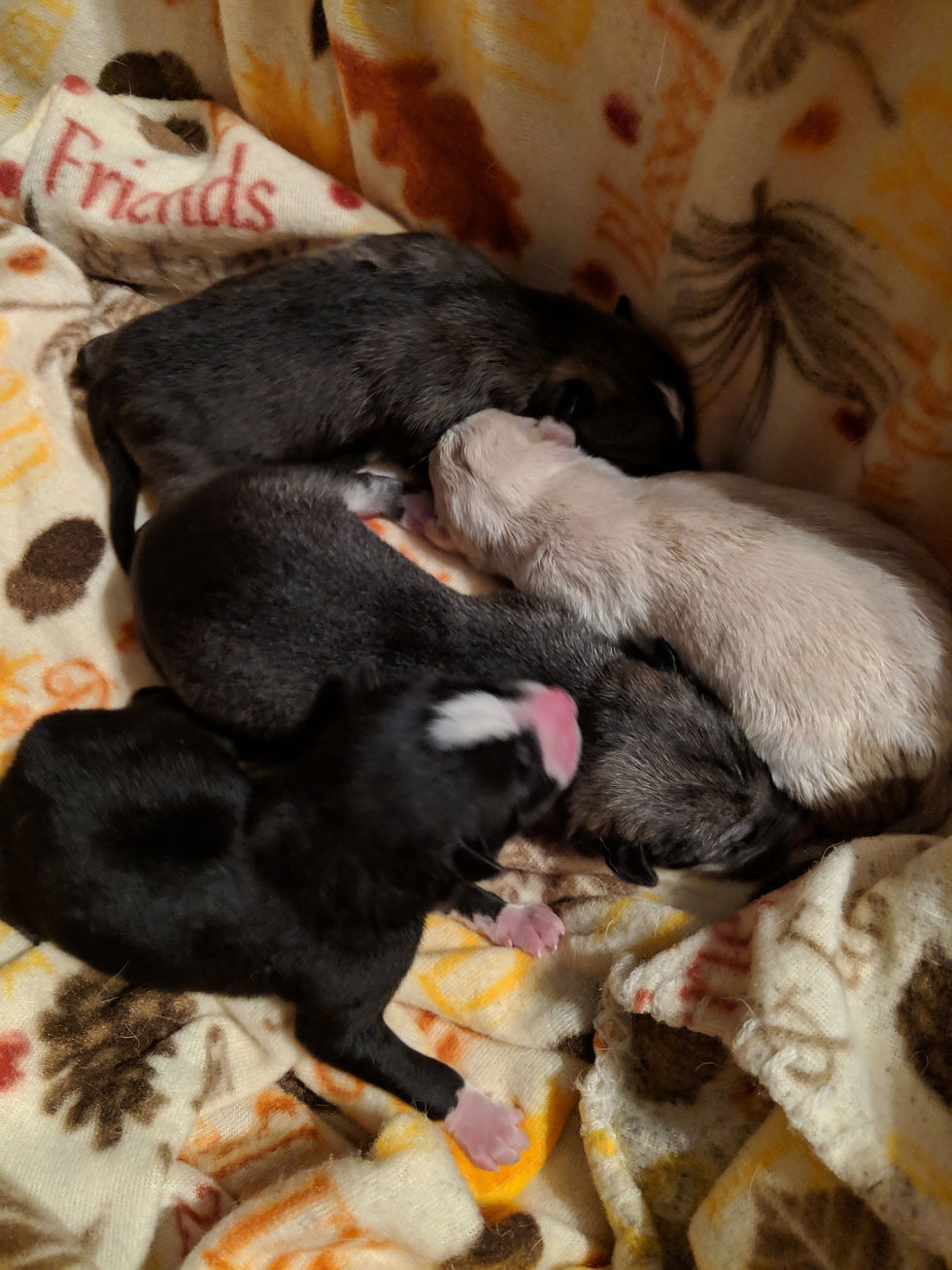 Thumbnail: Female 4 (2/9/2019)