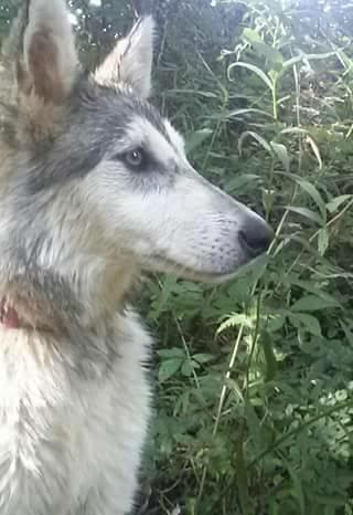 midnight run wolves wolfdog