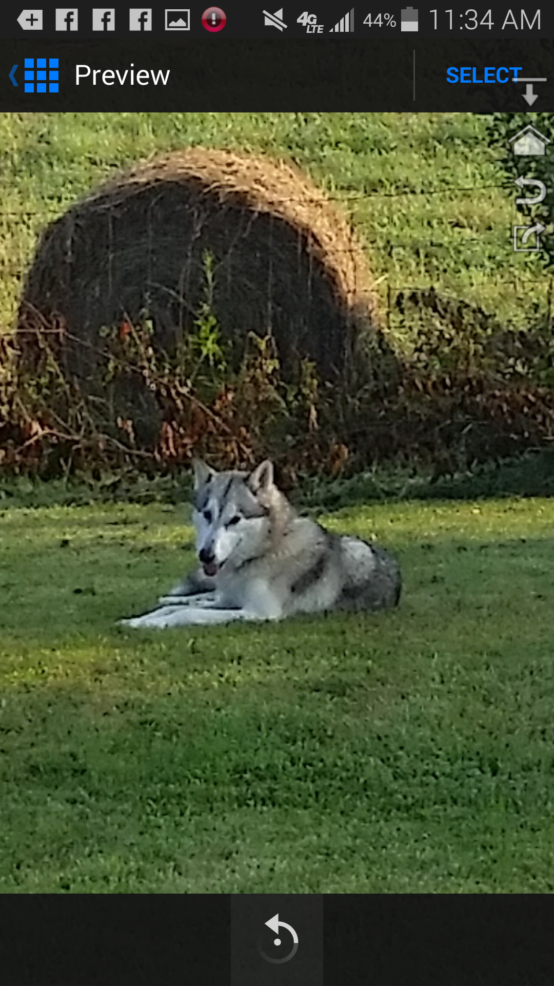 midnight run wolves wolfdog