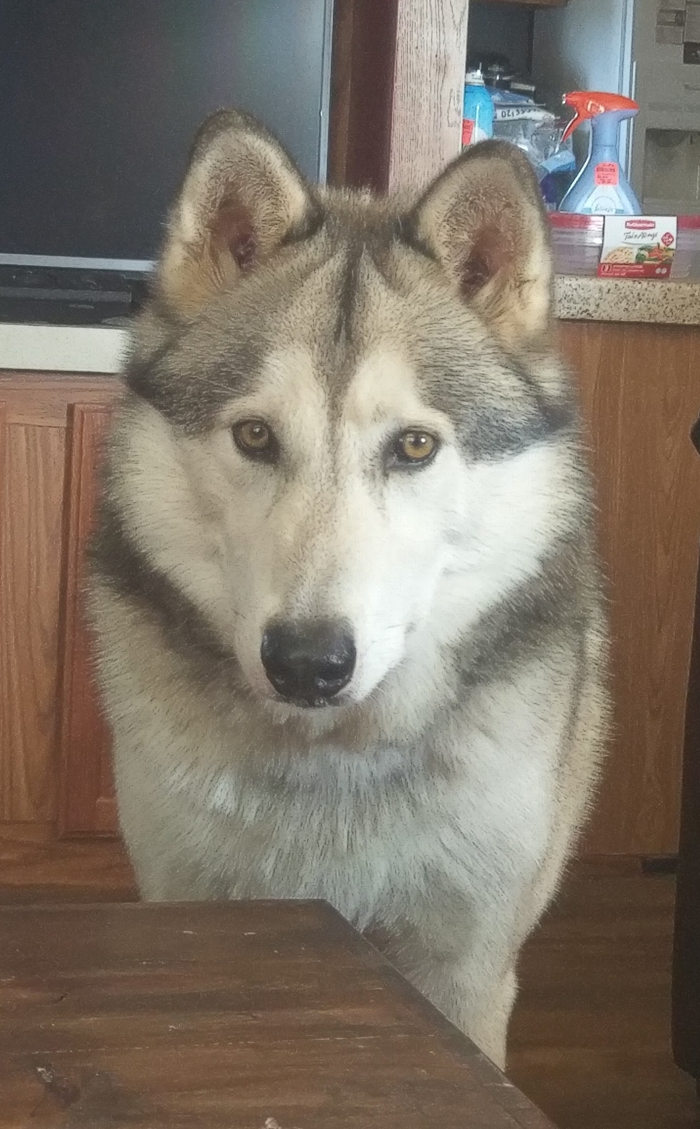midnight run wolves wolfdog