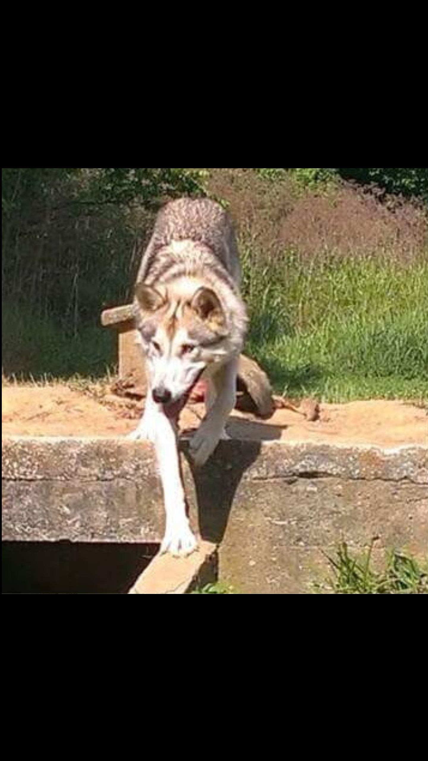 midnight run wolves wolfdog