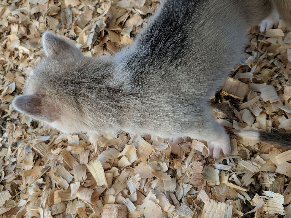 Thumbnail: Male 6 (8/28/2018)