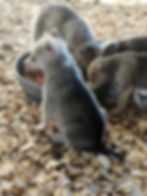 Thumbnail: Female 4 (8/28/2018)