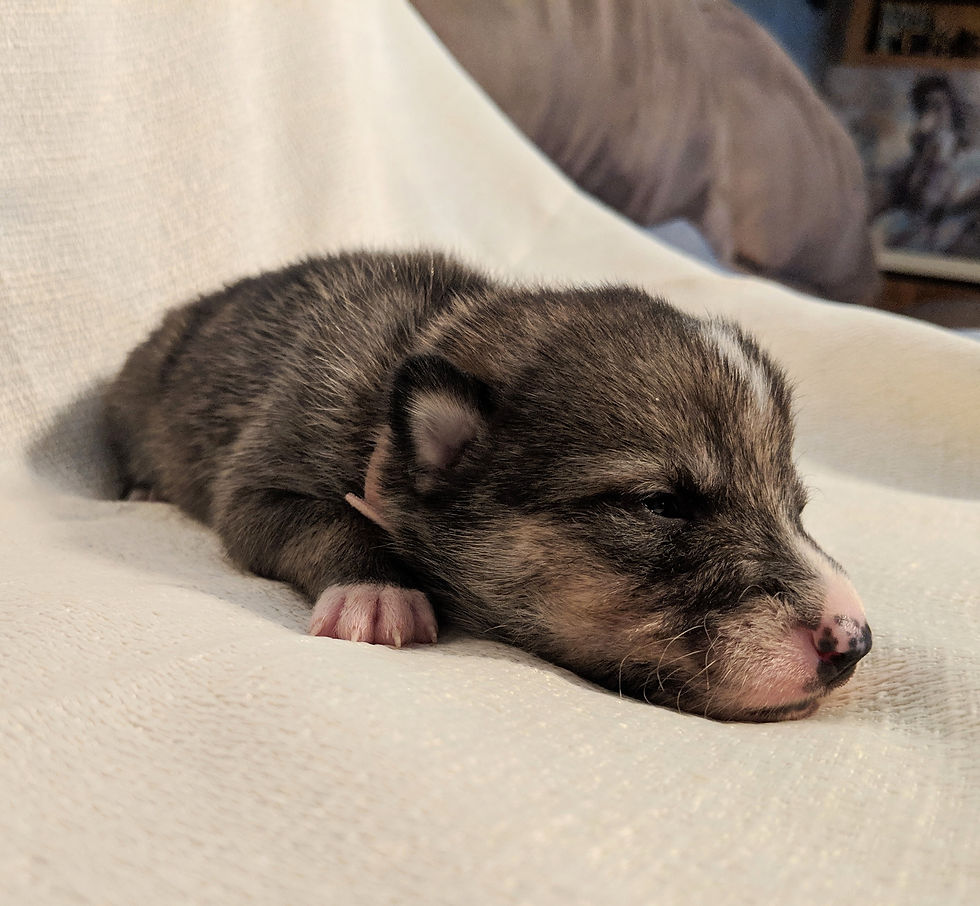 Thumbnail: Female 2 (2/9/2019)