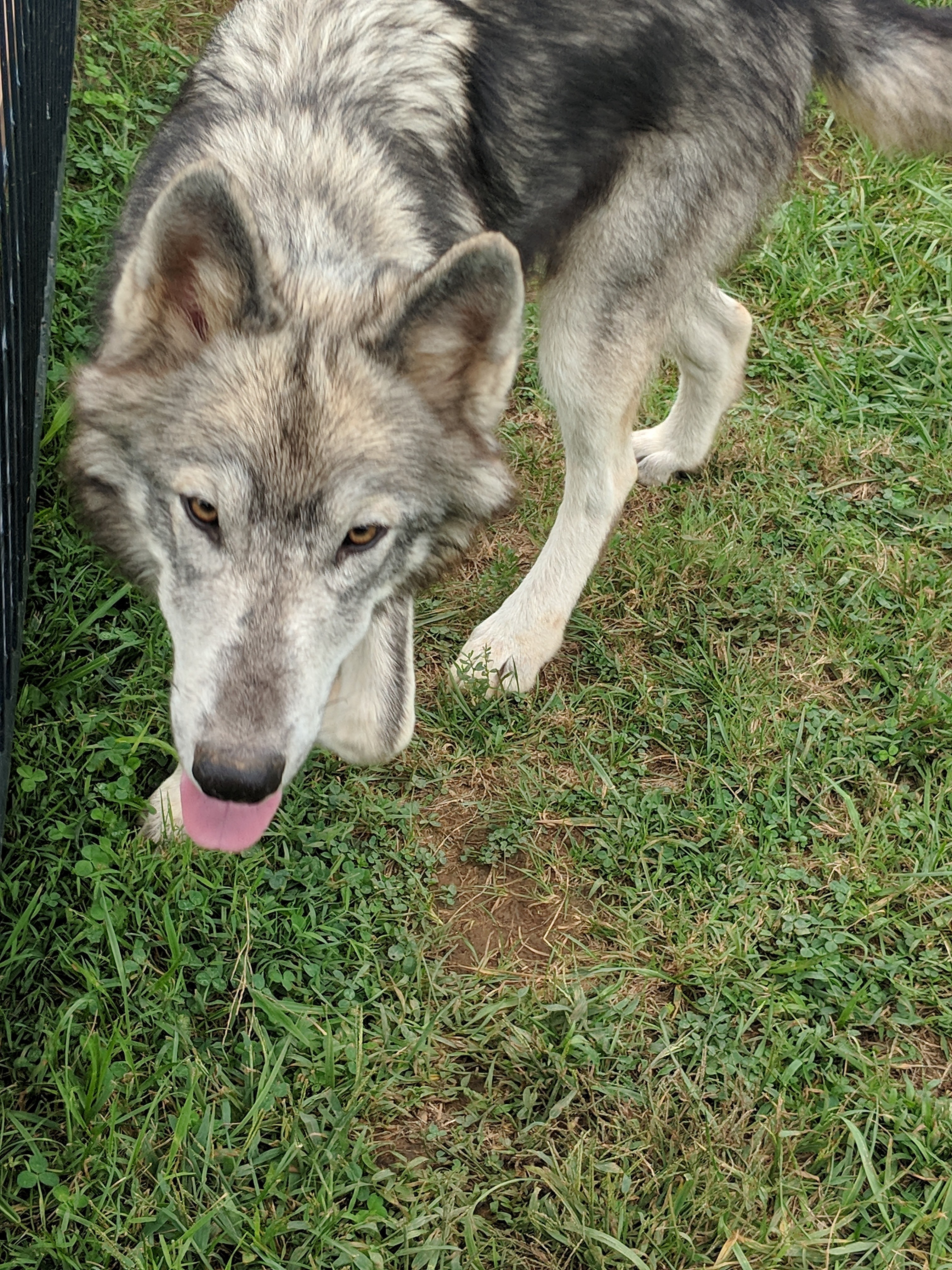 midnight run wolves wolfdog