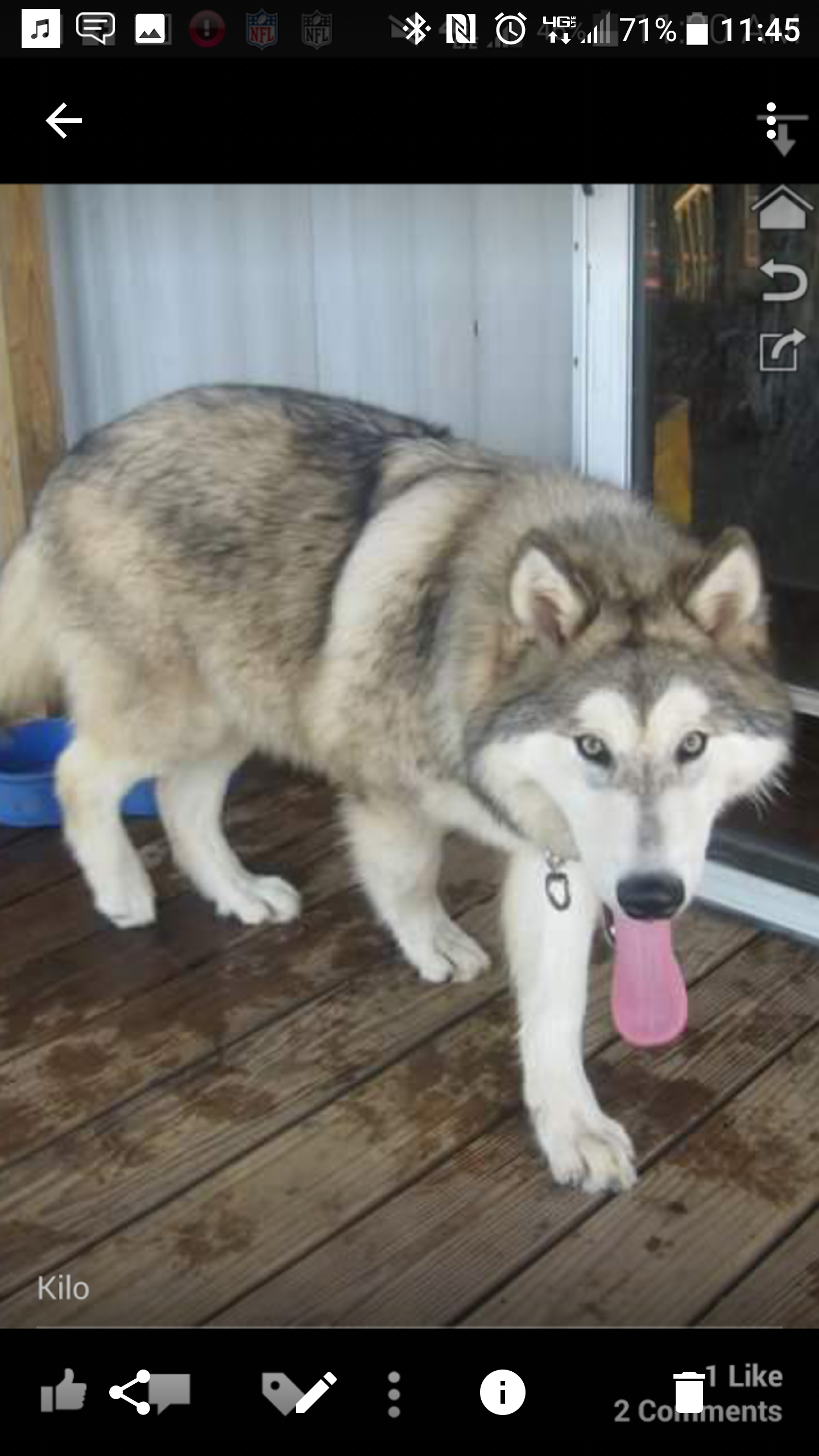midnight run wolves wolfdog
