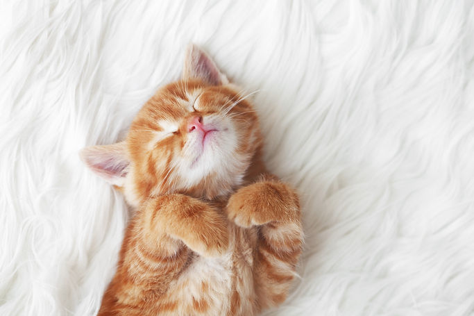 Orange and white tabby kitten lies on it's back with paws tucked up
