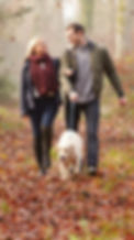 A young couple walks a yellow lab through fallen leaves