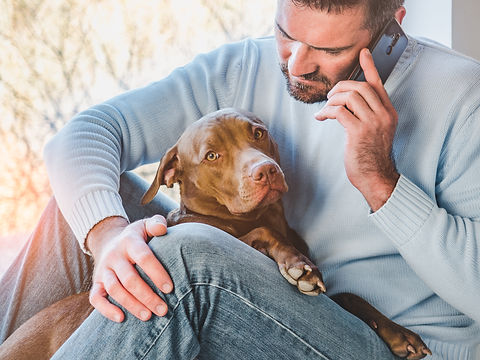 A man holds a phone to his ear while a brown and white pitbull sits in his lap
