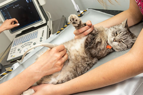 A vet's hand ultrasounds the belly of a tabby cat