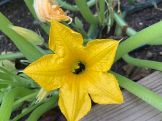 Bees sleeping in squash blossom