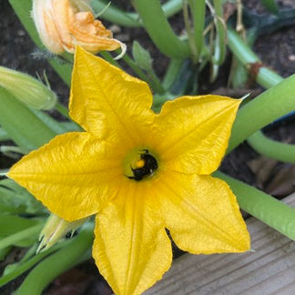 Bees sleeping in squash blossom