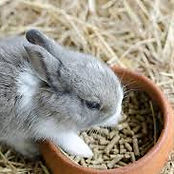 small animal food.jpg