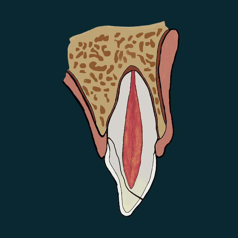 dente-sem-marca-04-1080x1080.png