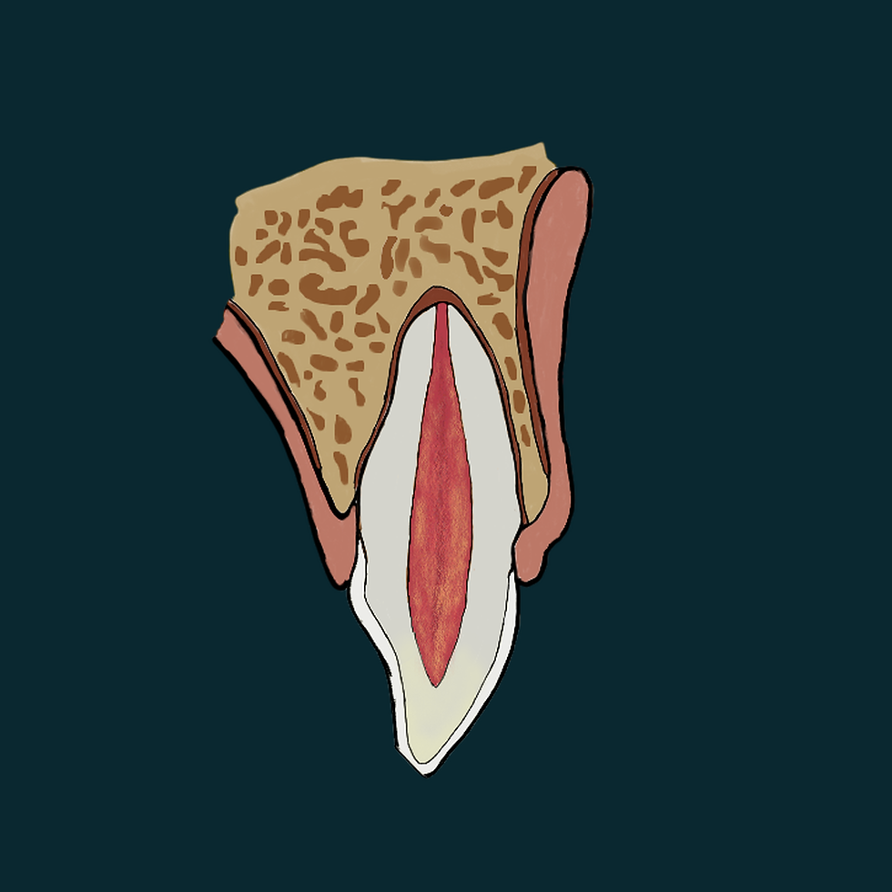 dente-sem-marca-01-1080x1080.png