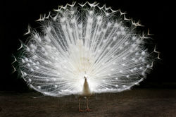 White Peacock.jpg