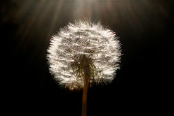 Dandilion sunlit copy.jpg
