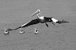Pelican in flight B&W.jpg
