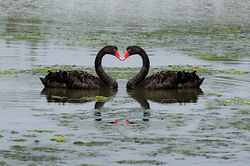 Swan Love Heart.jpg