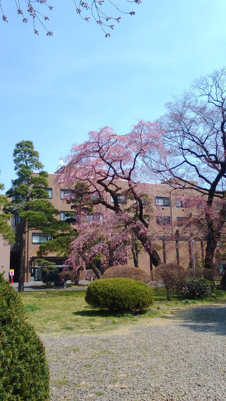 お花見ランチ