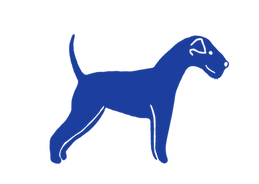 Coco Merrytail the lakeland terrier at Bonhomie