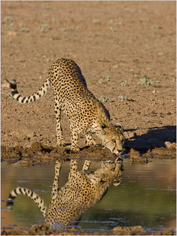 04 Cheetah drinking