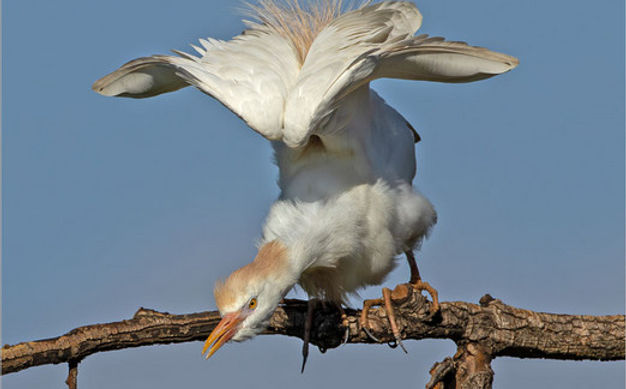 NV-Jnr-Johann Cloete_My Pronk Is Die Beste.jpg