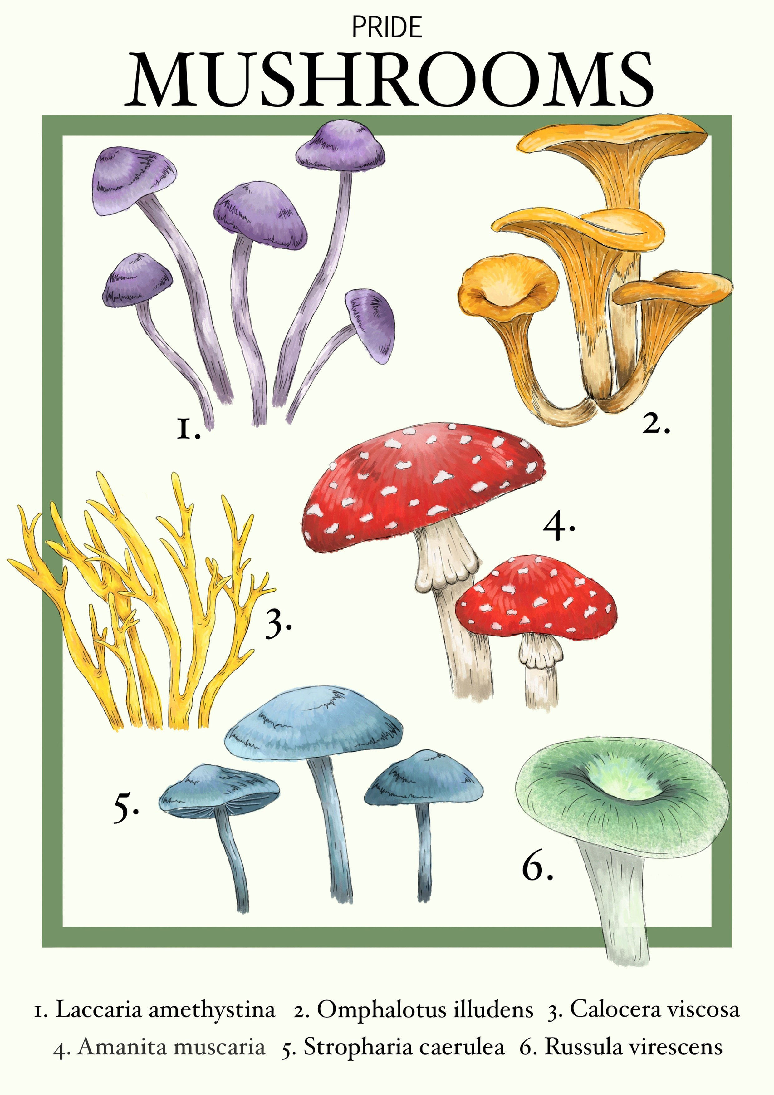 Colourful mushrooms in the pride colours on a pale cream background. At the top it reads pride MUSHROOMS.