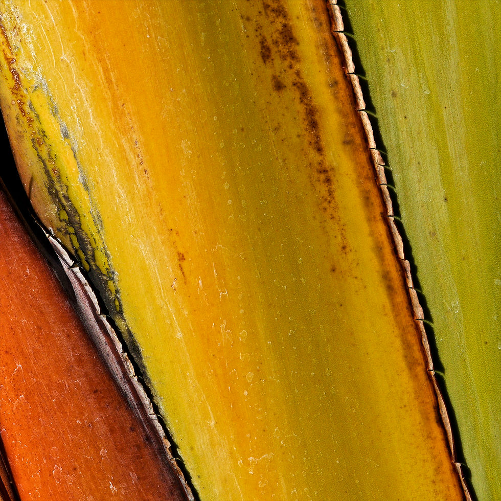 Paint