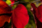 Crimson