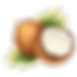 coconut