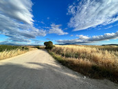 IMG_3437.jpeg