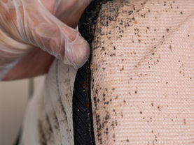 Ultimate Guide to Bed Bug Treatment and Prevention