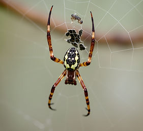 spider.jpg