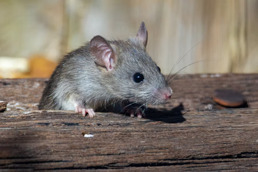 Rodent control in Miami and South Florida